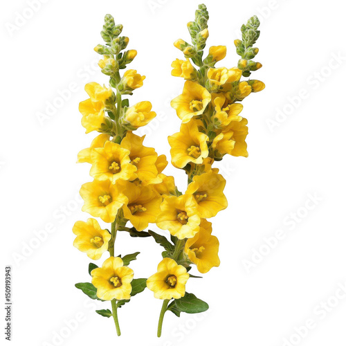 Yellow verbascum flower stalks isolated on transparent background