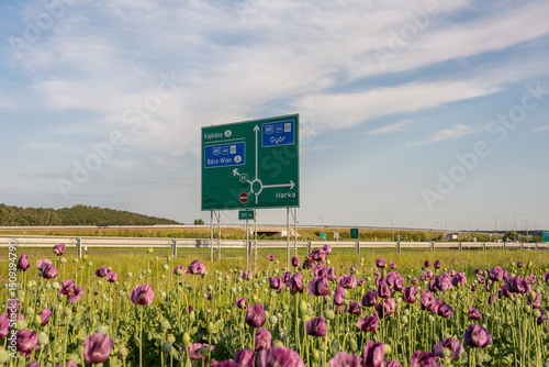 A field of blooming purple poppies stretches in the foreground of a highway intersection near Sopron, Hungary. Behind the flowers stands a road sign showing directions to Vienna, Győr, and Kópháza. photo