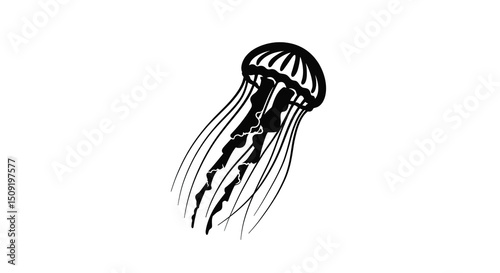 Jellyfish floating through the water black and white illustration marine life sea creature ocean