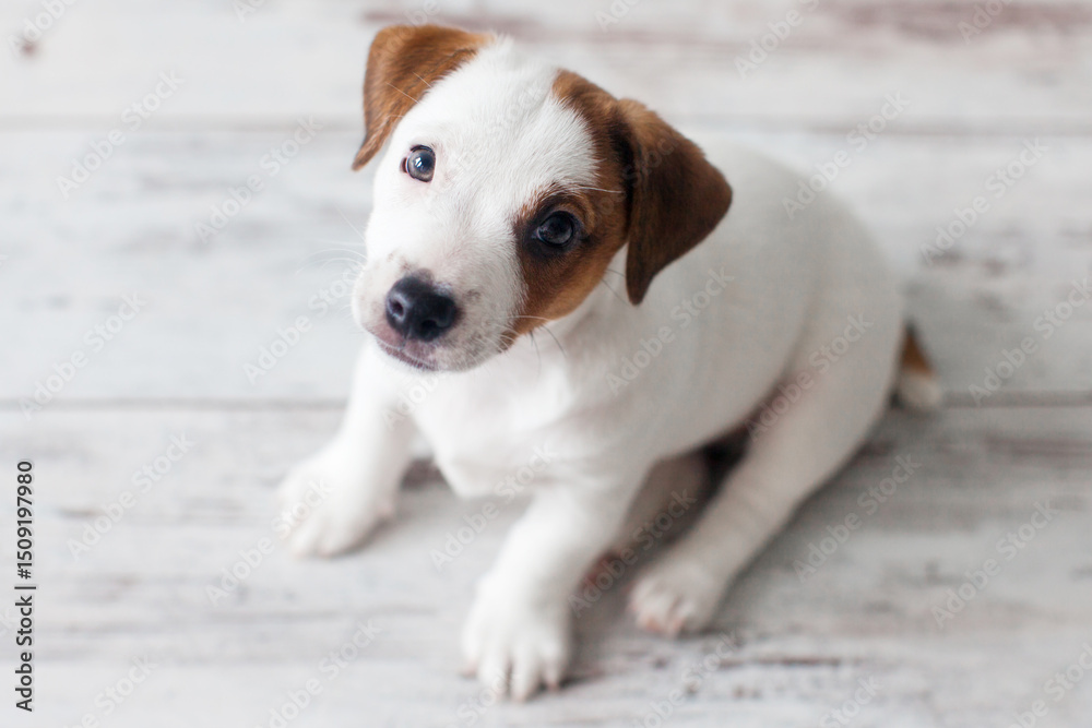 Cut puppy sitting on white floor Cut puppy sitting on white floor