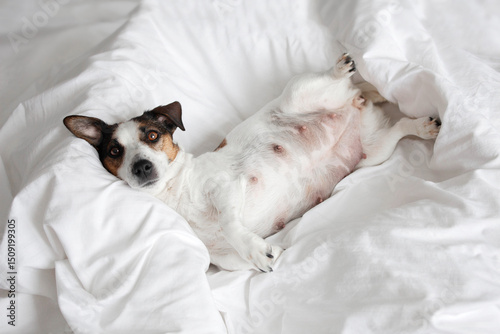 Pregnant Dog Isolated on Gray