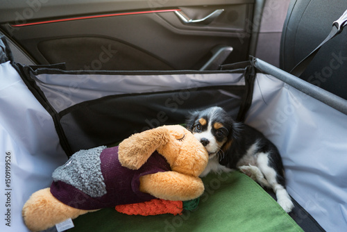Puppy traveling safely with toy and carrier in car