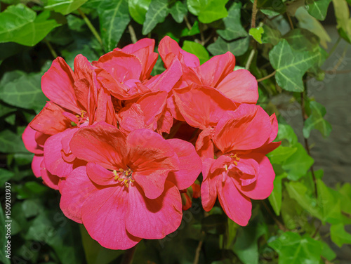 Pelargonium flowers, pink, close-up, on a green background