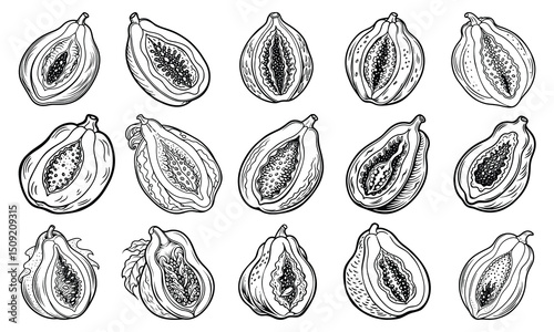 Papaya Coloring Page for Adults with Detailed Line Art, Perfect for Relaxation and Stress Relief, Ideal for Printable Art Therapy or Adult Coloring Book Use, High-Quality Design.