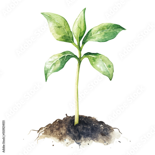 Plant Sprout, watercolor vector, high quality, isolated on a white background.