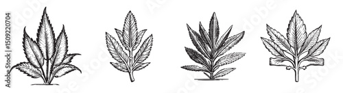 Detailed Botanical Illustration of Various Leaf Shapes and Styles, Set Logo design, Vector Illustration, Engraving style