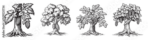 Detailed Vintage Illustrations of Growth Stages of Grape Vines, Set Logo design, Vector Illustration, Engraving style