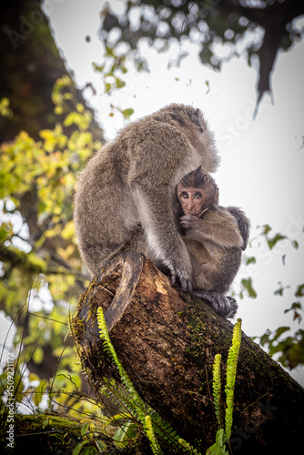 Fantastic view of a mother macaque nursing her baby monkey at the Grand Bassin Hindu temple in Mauritius