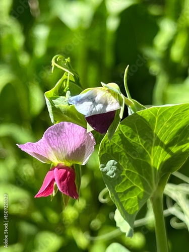 pink pea blossom, close up in a vegetable garden