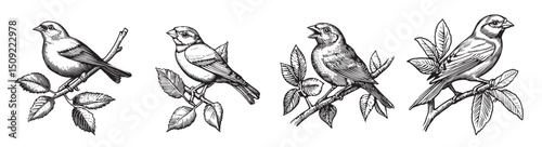Vintage Illustrations of Four Different Birds Perched on Branches, set vector illustration