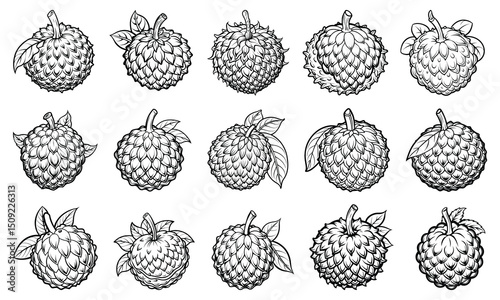 Detailed Lychee Coloring Page for Adults with Fine Line Art, Ideal for Art Therapy, Relaxation, and Stress Relief, Perfect for Printable or Adult Coloring Book Use.