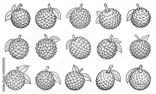 High-Quality Lychee Coloring Page Featuring Detailed Line Art, Perfect for Relaxation, Stress Relief, and Printable Art Therapy Activities or Adult Coloring Books.