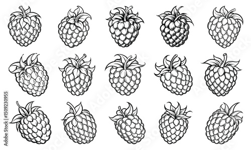 Detailed Raspberry fruit Coloring Page for Adults with Fine Line Art, Ideal for Art Therapy, Relaxation, and Stress Relief, Perfect for Printable or Adult Coloring Book Use.
