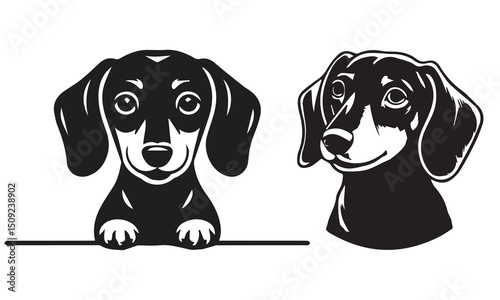Dachshund dog art vector illustration art design.vectors,background,illustration, daily, popular, unique,king, viral.