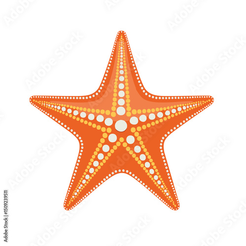 Orange starfish ocean sea animal summer beach