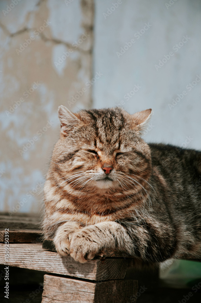 Obraz premium Cute ginger cat