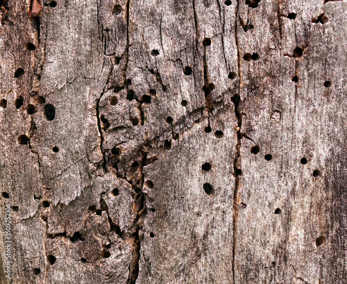 Dead tree bark with insect boreholes
