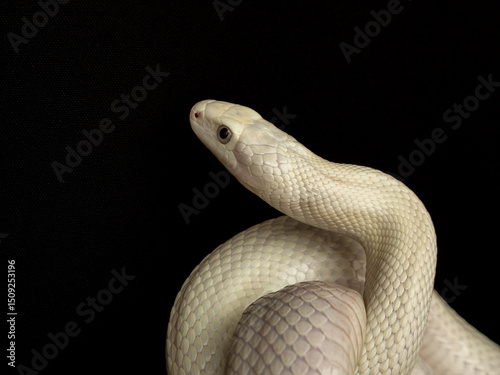 The Texas rat snake (Elaphe obsoleta lindheimeri ) is a subspecies of rat snake, a nonvenomous colubrid found in the United States, primarily within the state of Texas.
