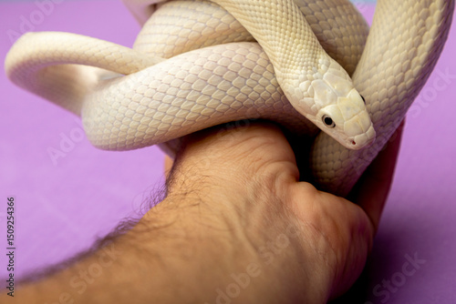 The Texas rat snake (Elaphe obsoleta lindheimeri ) is a subspecies of rat snake, a nonvenomous colubrid found in the United States, primarily within the state of Texas.