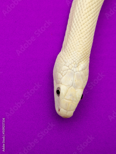 The Texas rat snake (Elaphe obsoleta lindheimeri ) is a subspecies of rat snake, a nonvenomous colubrid found in the United States, primarily within the state of Texas.