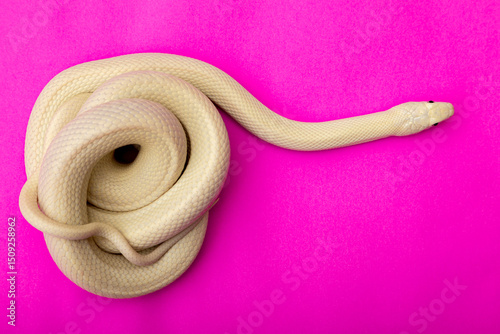 The Texas rat snake (Elaphe obsoleta lindheimeri ) is a subspecies of rat snake, a nonvenomous colubrid found in the United States, primarily within the state of Texas.