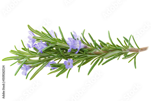 A single sprig of rosemary with small purple flowers and green leaves on a black background is focused