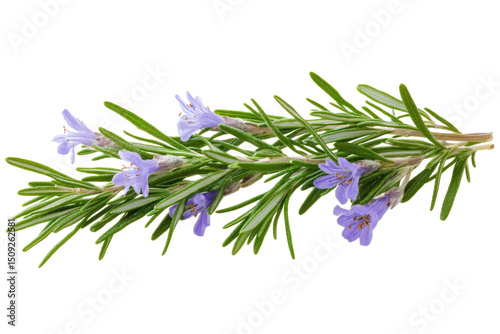 A close up of a sprig of rosemary with small purple flowers against a black background studio shot view