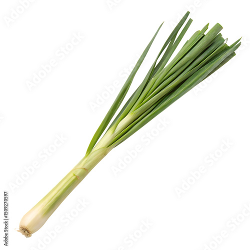 A whole single lemongrass stalk isolated on a transparent background