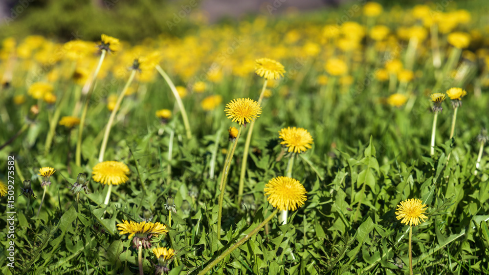 Obraz premium Yellow dandelions in a meadow, shallow depth of field.