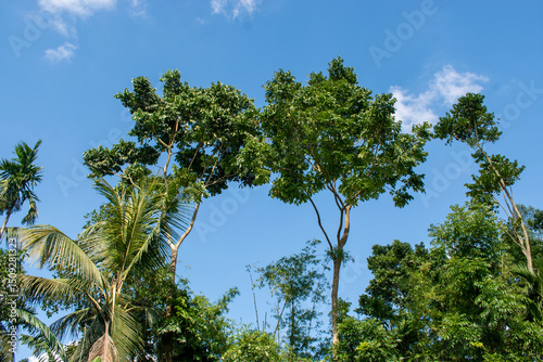 Blue sky with green trees from down to up