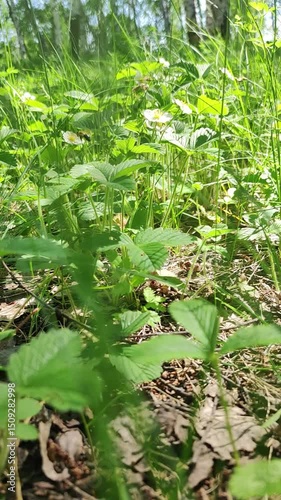 Sunlit Wild Strawberry Patch Buzzing with Bees in Summer Forest