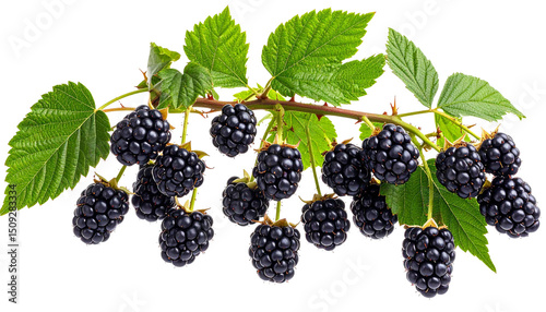 Branch of blackberry bramble with ripe berries and green leaves isolated on transparent background