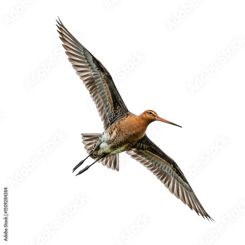 Flying godwit bird with spread wings isolated on transparent background