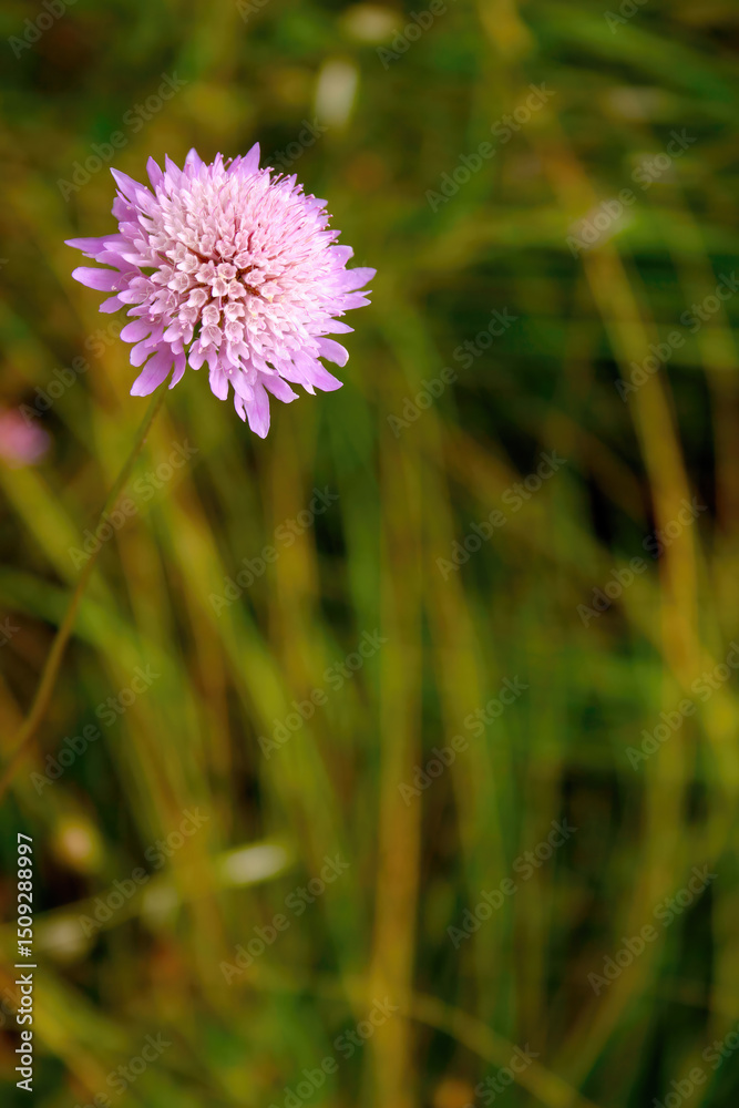 Delicate pincushion flower blooming in a green meadow Delicate pincushion flower blooming in a green meadow