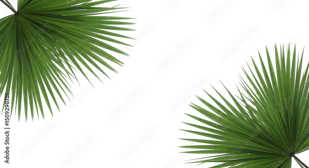 Fototapeta premium Vibrant green palm fronds frame on a cutout background. 
