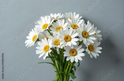 Daisies on a gray background