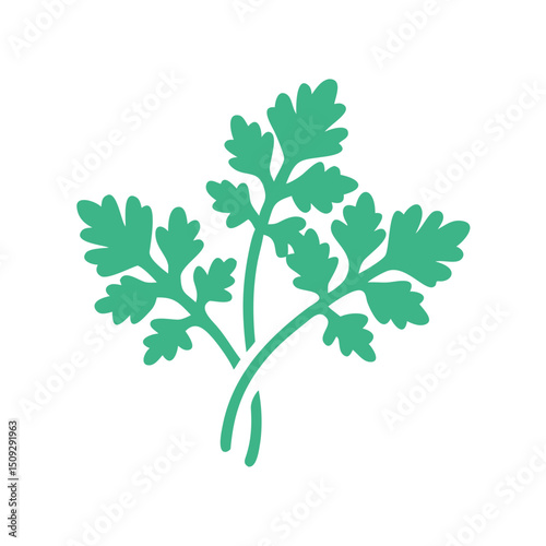 Fresh cilantro bunch in green minimalist style for cooking use  