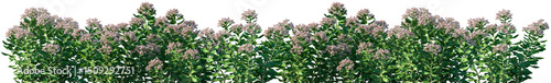 Photos Set of Hylotelephium erythrostictum (commonly known as garden stonecrop) frontal