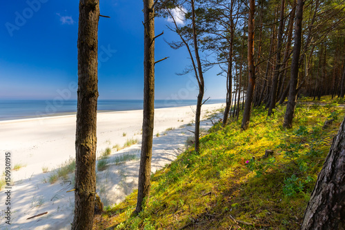 Fototapeta Naklejka Na Ścianę i Meble -  Widok z leśnej ścieżki na piaszczystą plażę i niebieskie morze na tle niebieskiego nieba, Polska