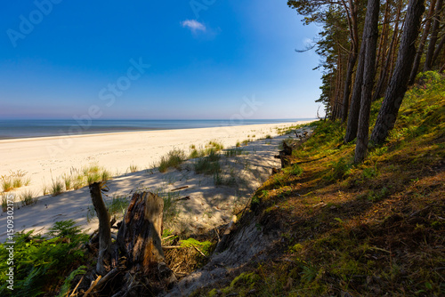 Fototapeta Naklejka Na Ścianę i Meble -  Widok z leśnej ścieżki na piaszczystą plażę i niebieskie morze na tle niebieskiego nieba, Polska