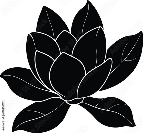 silhouette magnolia on the white background