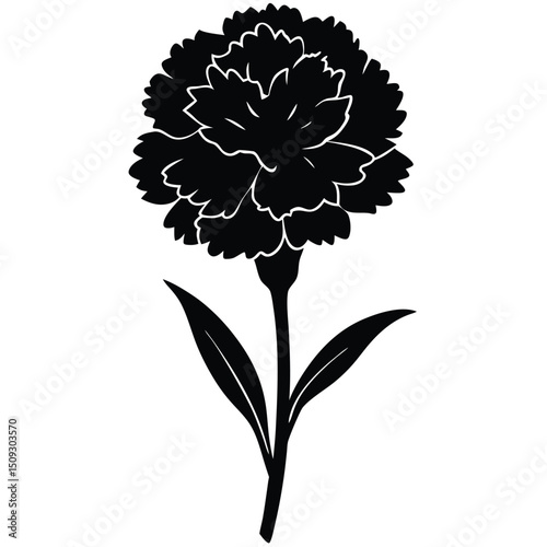 silhouette carnation on the white background