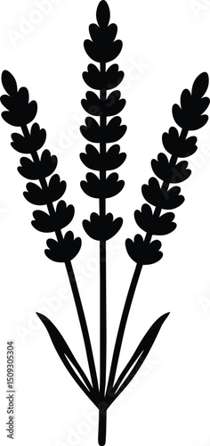 silhouette lavender on the white background