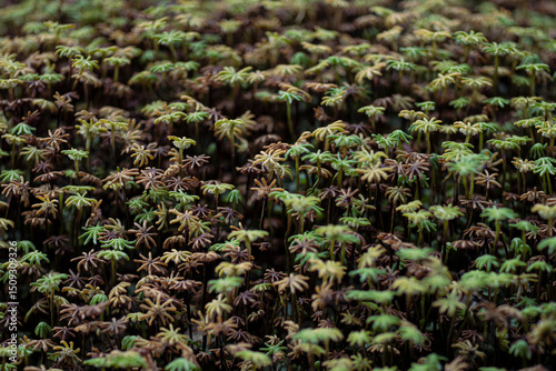 Close Up dense growth of common liverwort plant (Marchantia polymorpha) with egg-producing archegonia. Due to tilt-lens technique sharpening on whole surface from foreground, midpoint to background.
