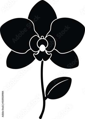 silhouette orchid on the white background