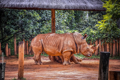Rinoceronte (zoológico de são paulo)