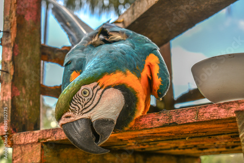  Arara-canindé (Ara ararauna) 