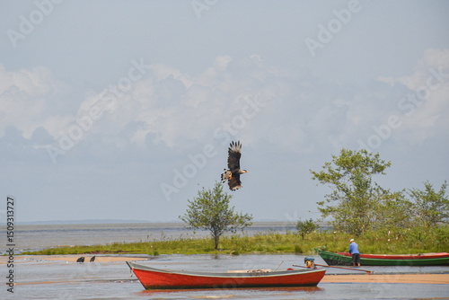  Carcará (Caracara plancus) photo