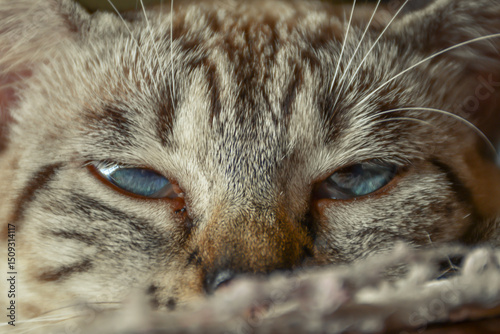 Gato