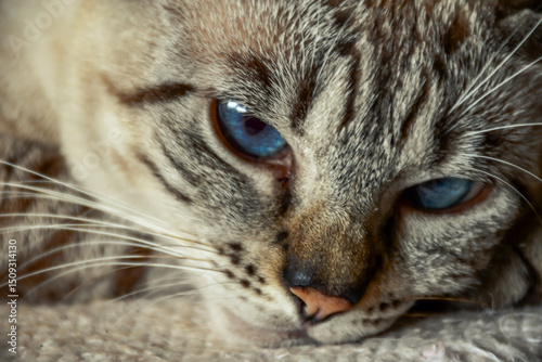 Gato